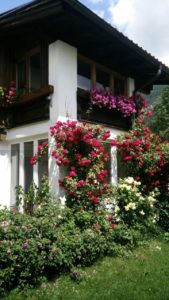 Haus mit vielen Rosen